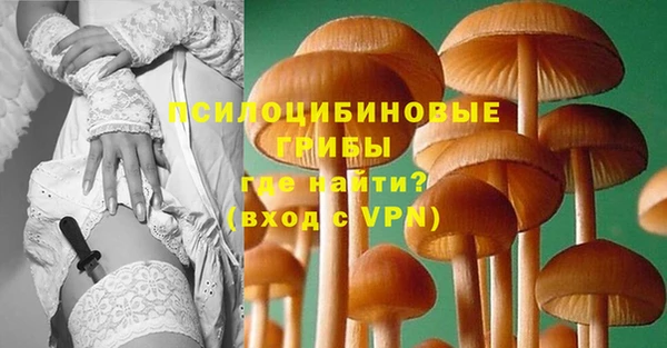 прущие грибы Дмитровск
