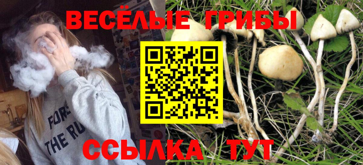 Псилоцибиновые грибы Psilocybe Городец